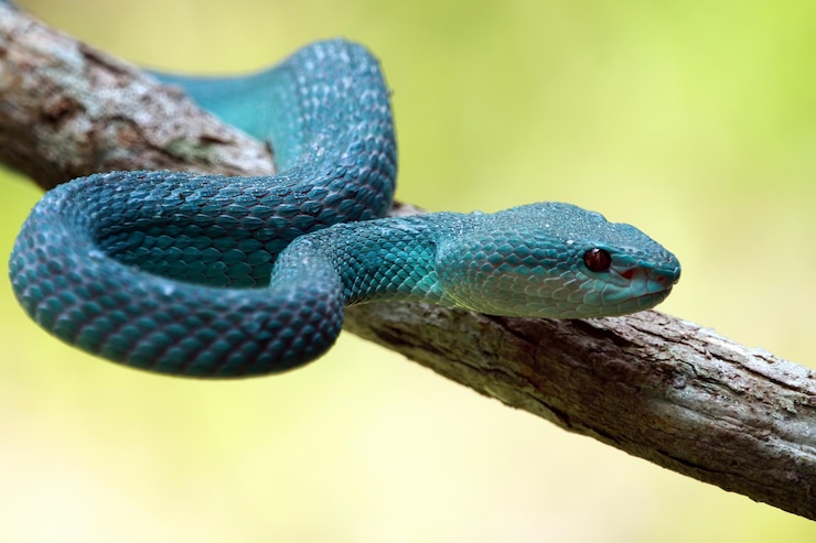 Foto gratuito serpiente víbora azul en la rama serpiente víbora azul insularis trimeresurus insularis