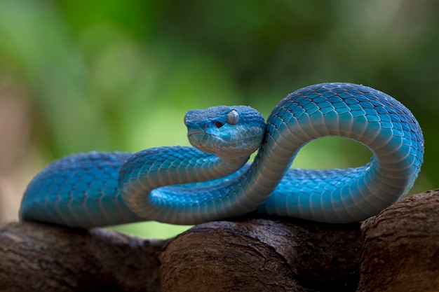 Serpiente víbora azul en rama