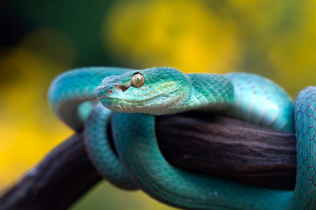 Serpiente víbora azul en rama