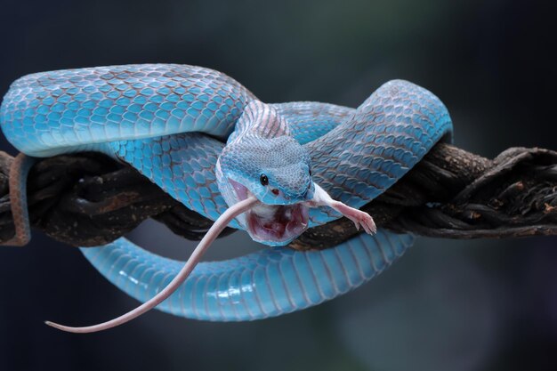 serpiente víbora lista para atacar serpiente insularis azul comiendo ratón blanco animal primer plano