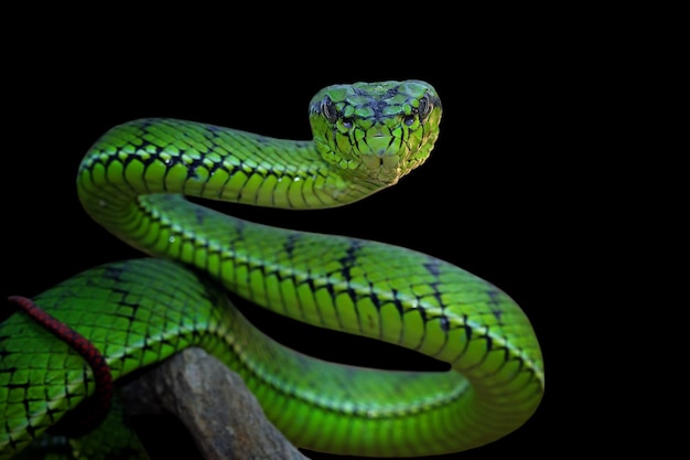 Serpiente víbora verde en rama