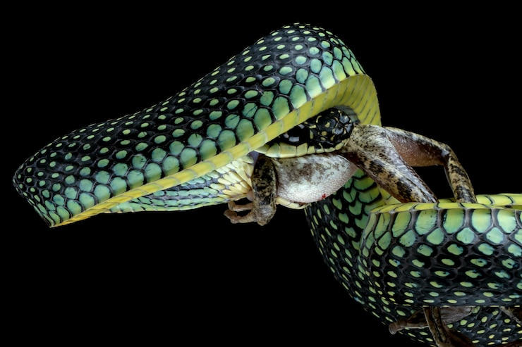 Foto gratuito serpiente voladora comiendo una rana arborícola en negro
