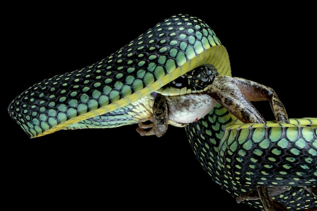 Serpiente voladora comiendo una rana arborícola en negro