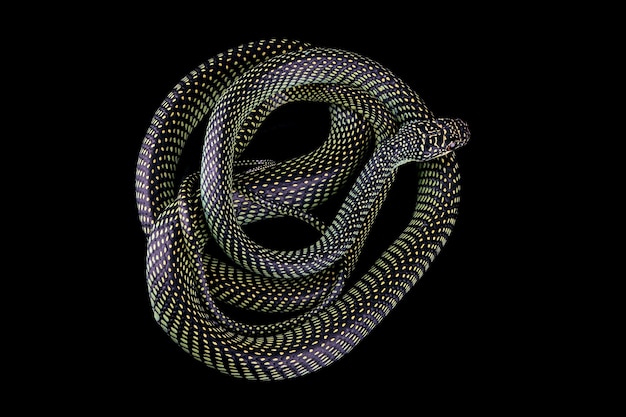 Serpiente voladora