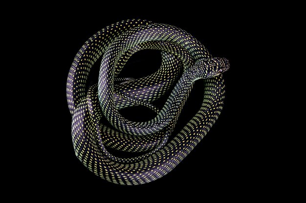 Serpiente voladora