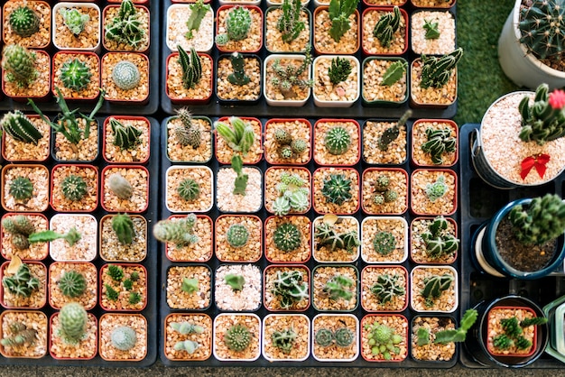 Foto gratuita set de decoración de colección de plantas de interior de cactus