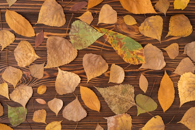 Set de otoño con variedad de hojas caídas