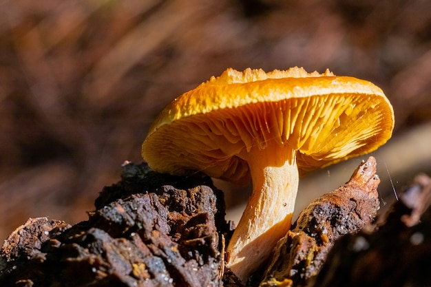 Seta marrón cultivada en el bosque sobre un fondo borroso