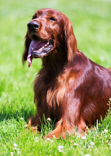 Setter irlandés rojo que miente en el parque