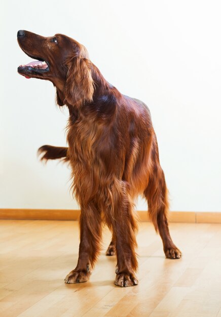 Setter rojo parado en el piso de parquet