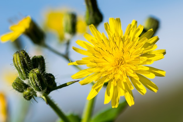 Una siembra lisa amarilla flor de cardo, Sonchus oleraceaus, en flor en las islas maltesas