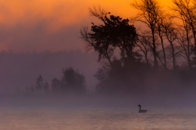 Silueta del amanecer alrededor de los árboles en la península de Michigan