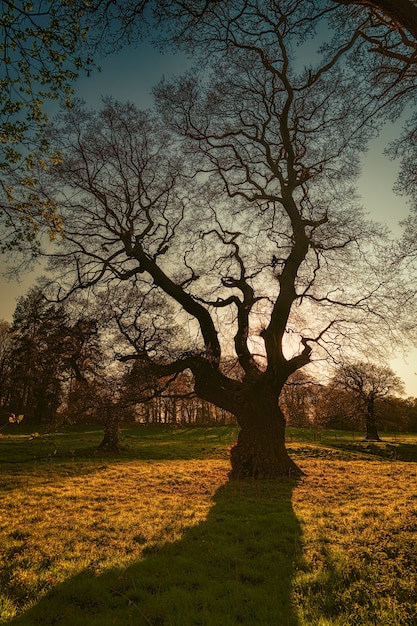 Silueta de árbol sin hojas durante la hora dorada