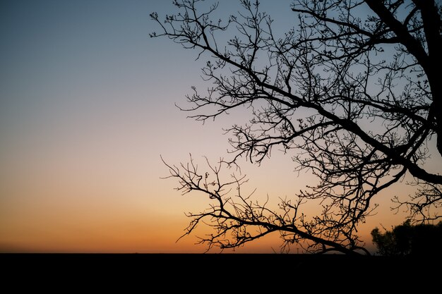 Silueta de un árbol durante una puesta de sol naranja