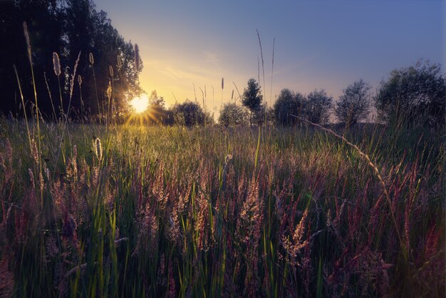 Silueta de árboles en un campo de hierba con un sol radiante de fondo