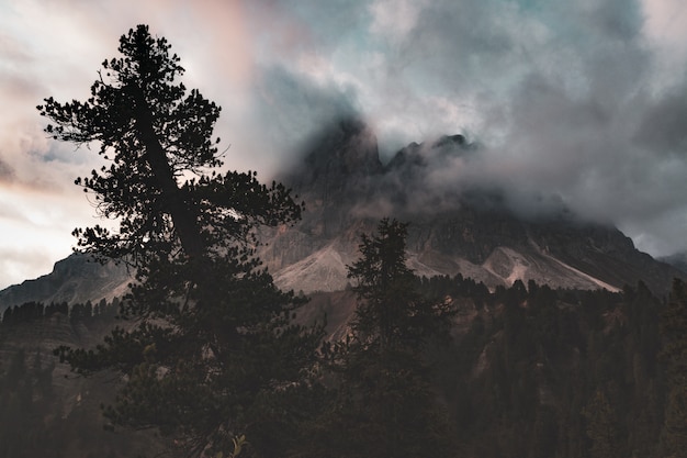 Foto gratuita silueta de árboles cerca de la montaña