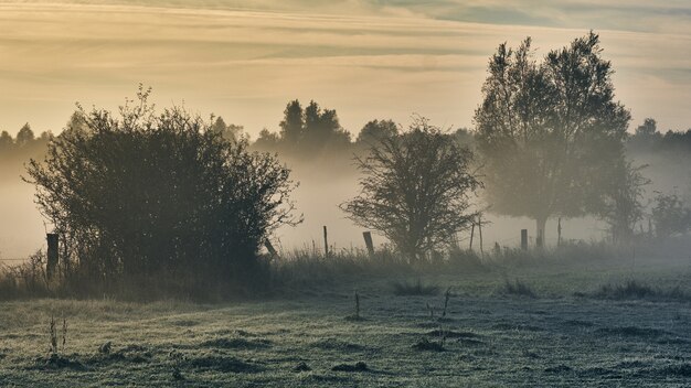 Silueta de árboles cubiertos de niebla espesa durante el amanecer