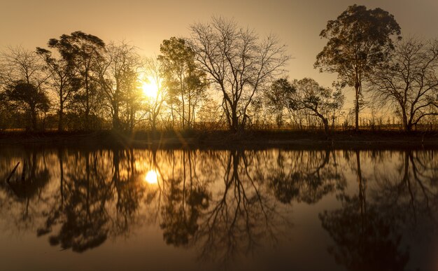 Silueta de árboles sin hojas cerca del agua con el sol brillando a través de las ramas