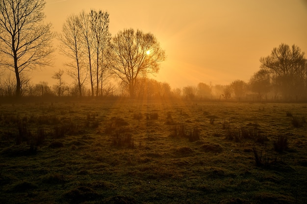 Silueta de árboles con la luz del sol brillando en el campo