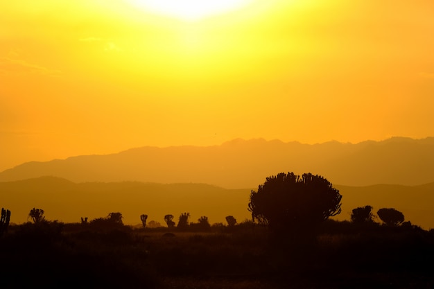 Silueta de árboles y montañas con un cielo naranja