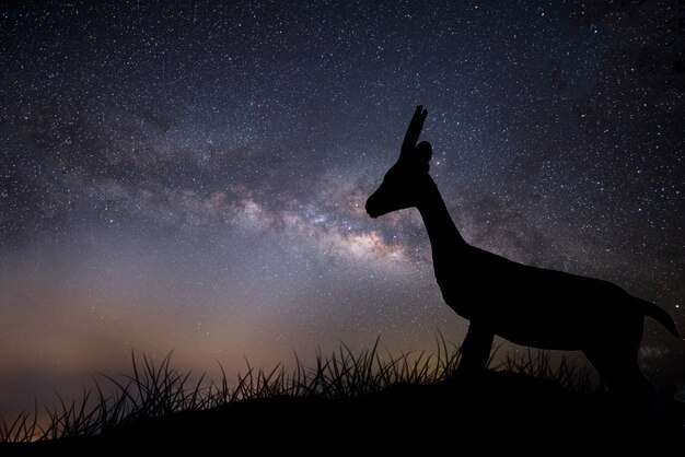 Silueta joven de los ciervos en salvaje en la noche con la manera lechosa en el cielo.