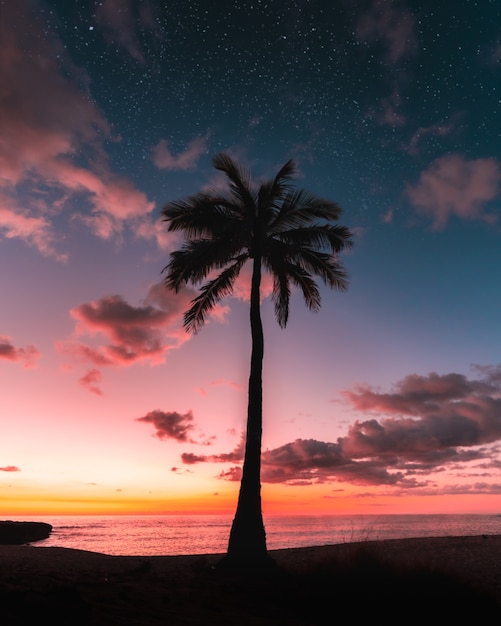 Silueta de una palmera bajo un cielo de galaxias al atardecer