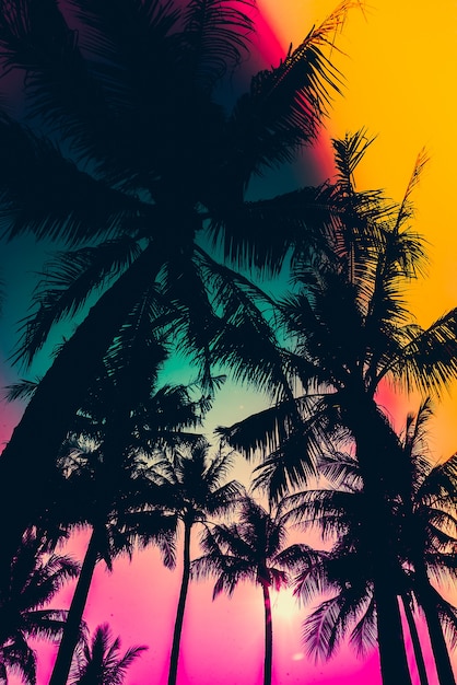 Silueta de palmeras con el cielo de colores