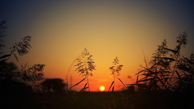 Silueta, de, pasto o césped, durante, ocaso