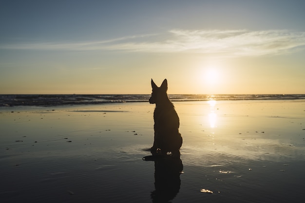 Silueta de un perro grande sentado en la costa del mar durante la puesta de sol