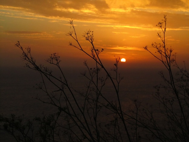 Silueta de plantas de hinojo durante la puesta de sol en los acantilados de Dingli en Malta