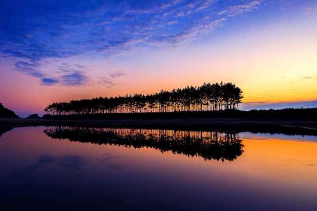 Silueta y reflejos de árbol en fila al atardecer