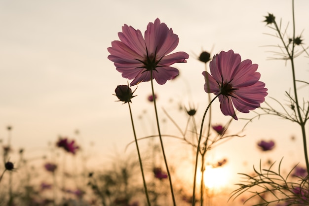 Silueta rosa cosmos flores en el jardín