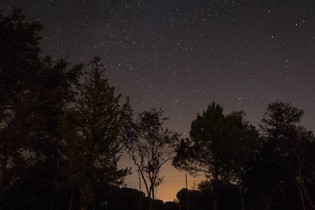 Siluetas de árboles bajo un cielo estrellado durante la noche.