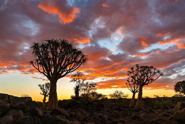 Siluetee la vista del bosque de los árboles del carcaj con la escena hermosa del cielo crepuscular de la puesta del sol del cielo en Keetmanshoop, Namibia.