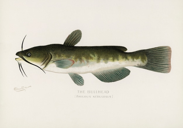 Siluro; (Amiurus Nebulosus) ilustrado por Sherman F. Denton (1856-1937)