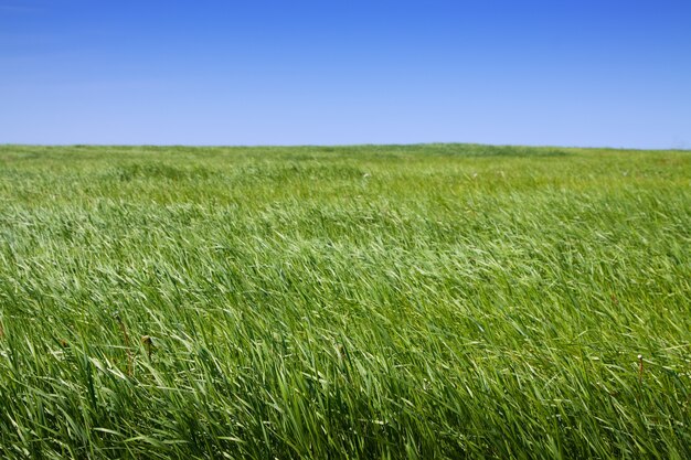 Simplemente paisaje de verano