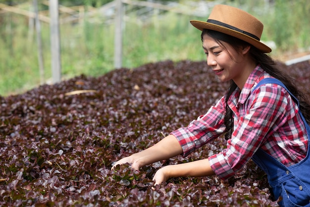 Sistema de hidroponía, siembra de vegetales y hierbas sin usar tierra para la salud.