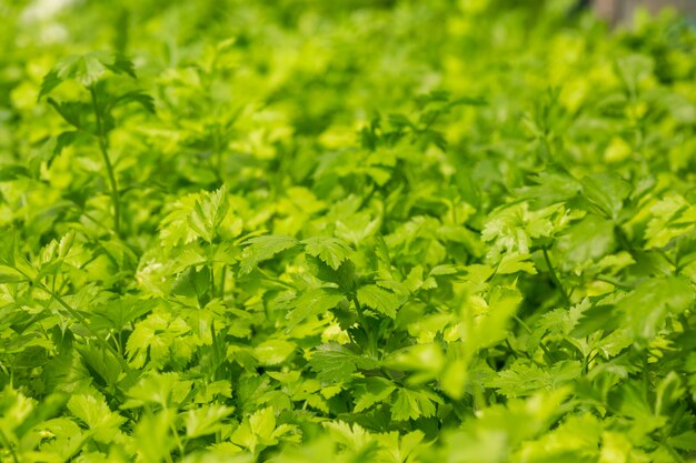 Sistema de hidroponía, siembra de vegetales y hierbas sin usar tierra para la salud.