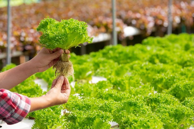 Sistema de hidroponía, siembra de vegetales y hierbas sin usar tierra para la salud.