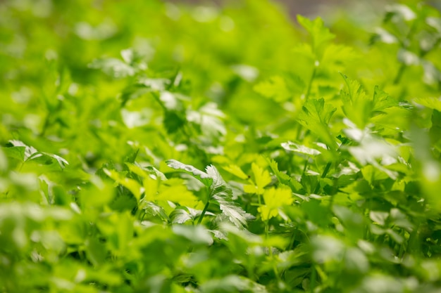 Sistema de hidroponía, siembra de vegetales y hierbas sin usar tierra para la salud.