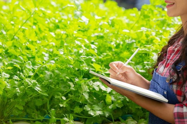 Sistema de hidroponía, siembra de vegetales y hierbas sin usar tierra para la salud.