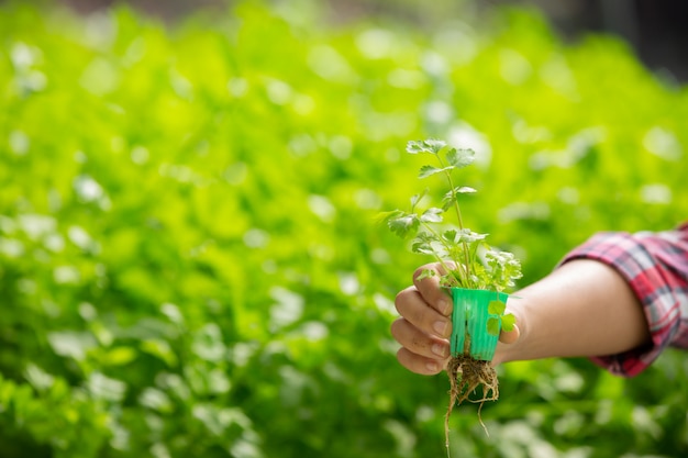 Sistema de hidroponía, siembra de vegetales y hierbas sin usar tierra para la salud.