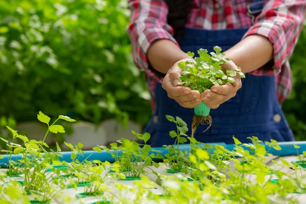 Sistema de hidroponía, siembra de vegetales y hierbas sin usar tierra para la salud.