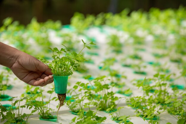 Sistema de hidroponía, siembra de vegetales y hierbas sin usar tierra para la salud.