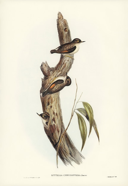 Foto gratuita sittella de alas naranjas (sittella chrysoptera) ilustrada por elizabeth gould