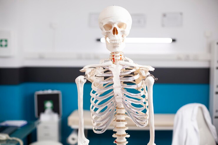 Photo Gratis skeleton stands ready for diagnosis