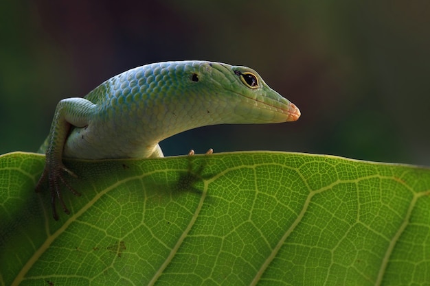 Skink árbol esmeralda en hoja seca