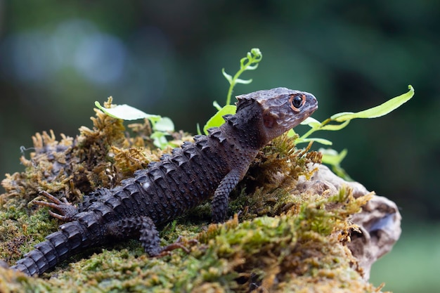 Skink de cocodrilo tomando el sol en moss skink de cocodrilo closeup