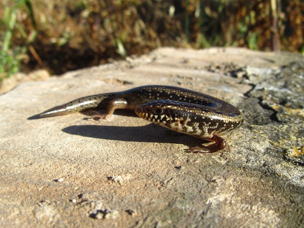 Skink ocelado en el suelo bajo el sol