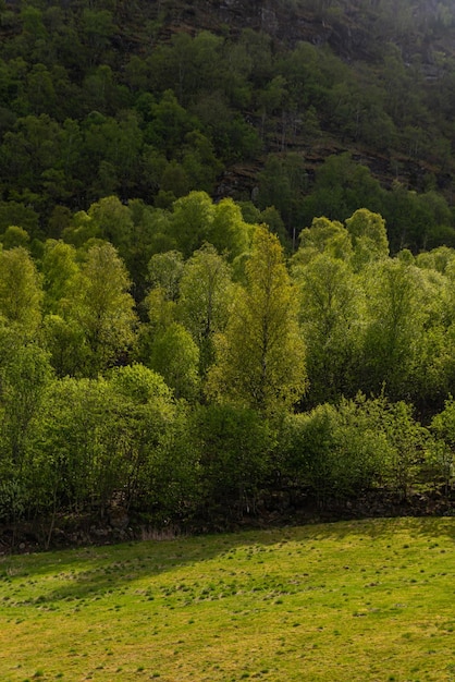 Foto gratuita skjolden noruega 16 de mayo de 2023 árboles